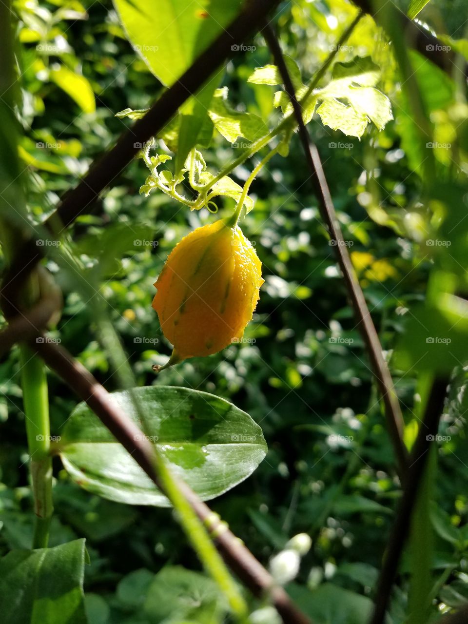 Exotic fruit(Cundiamor)