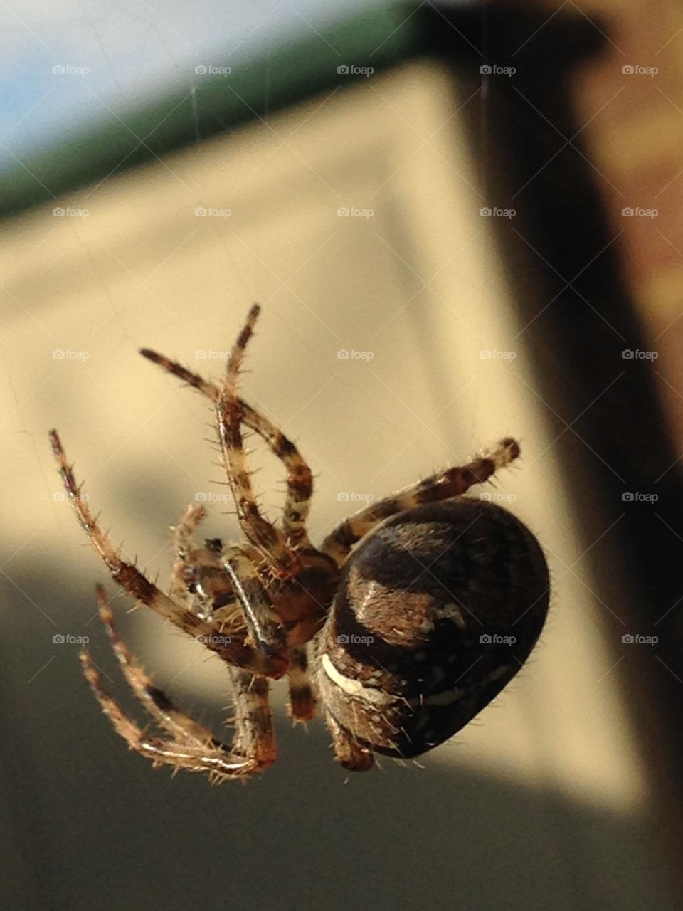 Hanging spider 