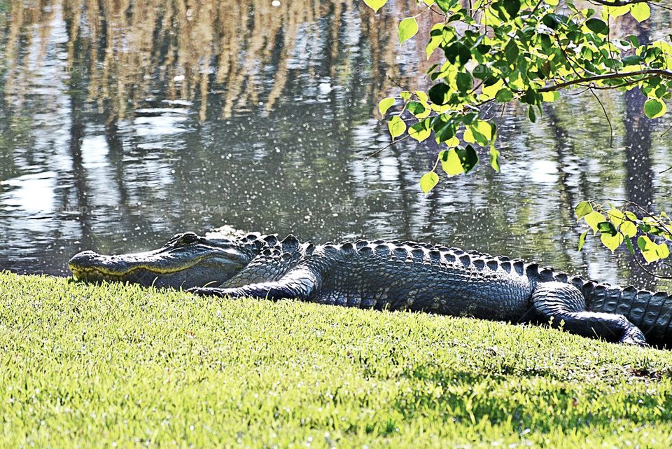 South Carolina 