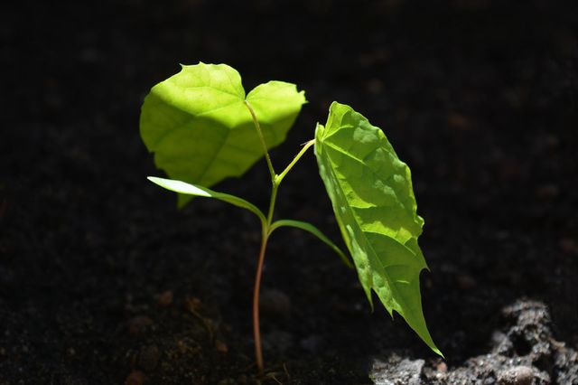 green plant in sunlight love life, love colour