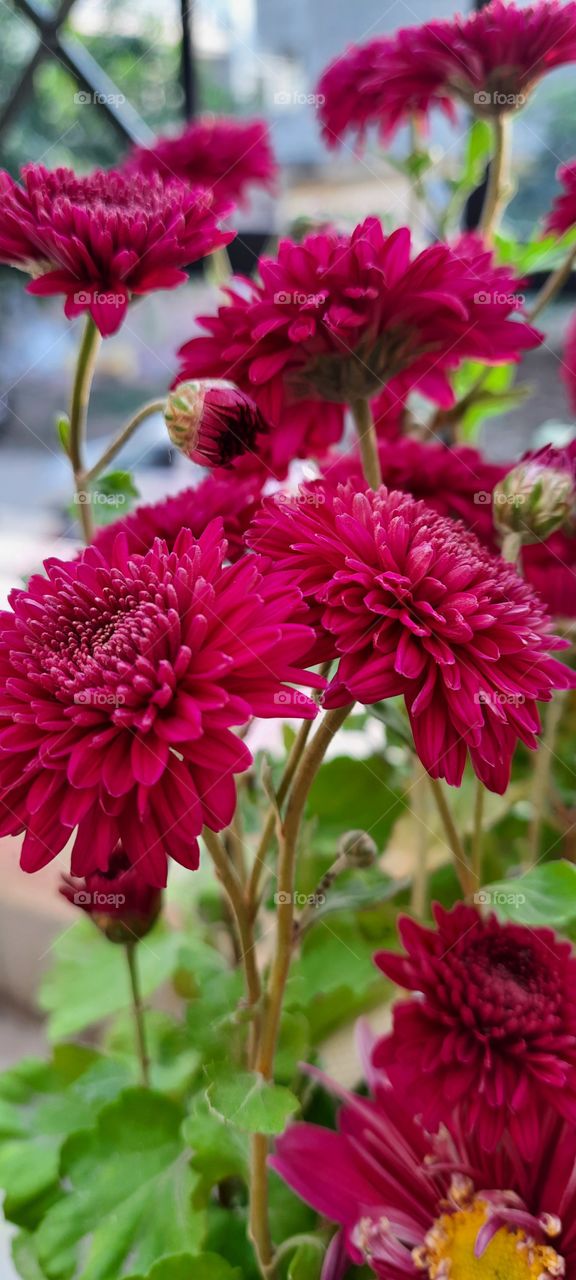 Flowers, we can use this photo as a wallpaper 