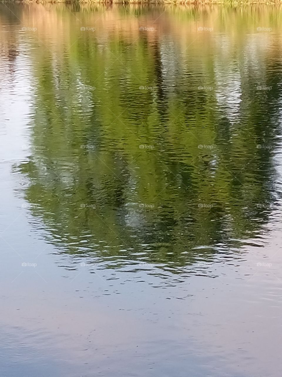 polish nature,   a tree reflecting in water