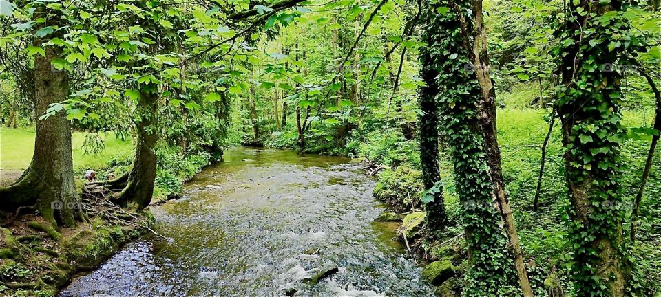 This beautiful forested region is the „Perlbachtal“ by the township of „Steinburg“, „Bavaria“, Germany. It is the valley through which the „Perlbach“ or „Pearly Brook“ flows. 2024. Hypnotic Productions