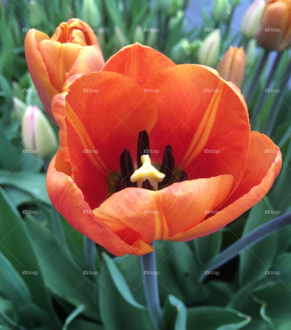 Beautiful orange tulip opening in the spring garden.