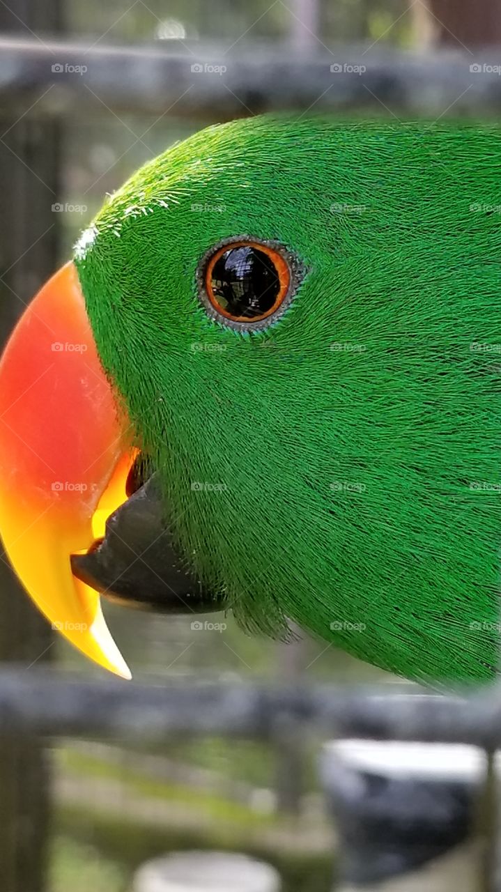 Eclectus Bird