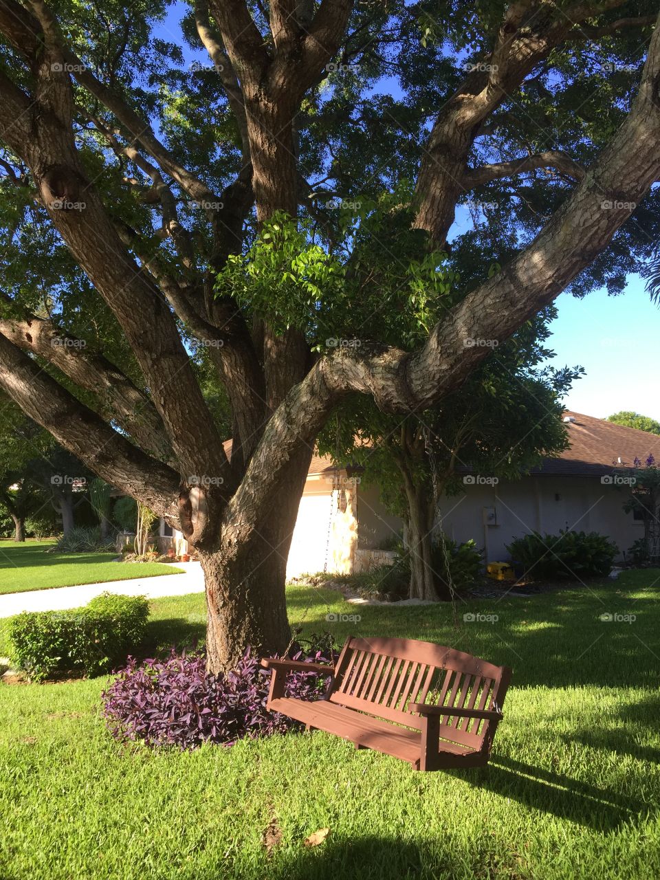 Swing. Swing chair hanging from a tree in front of house