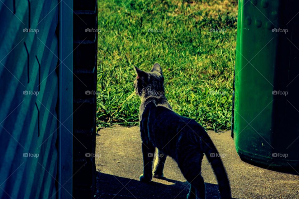 curious kitten peaking around the corner of a house