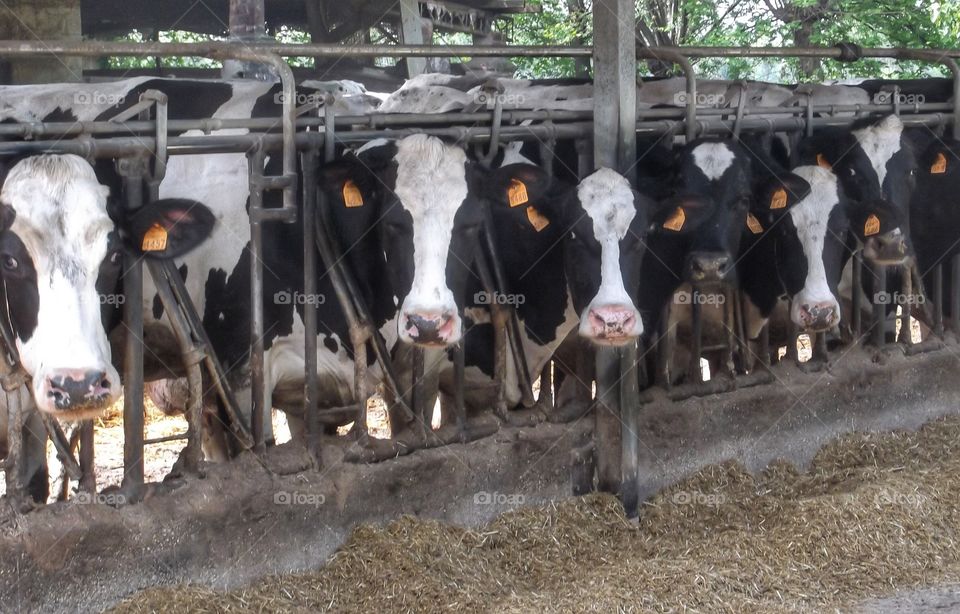 Dairy cows having lunch!