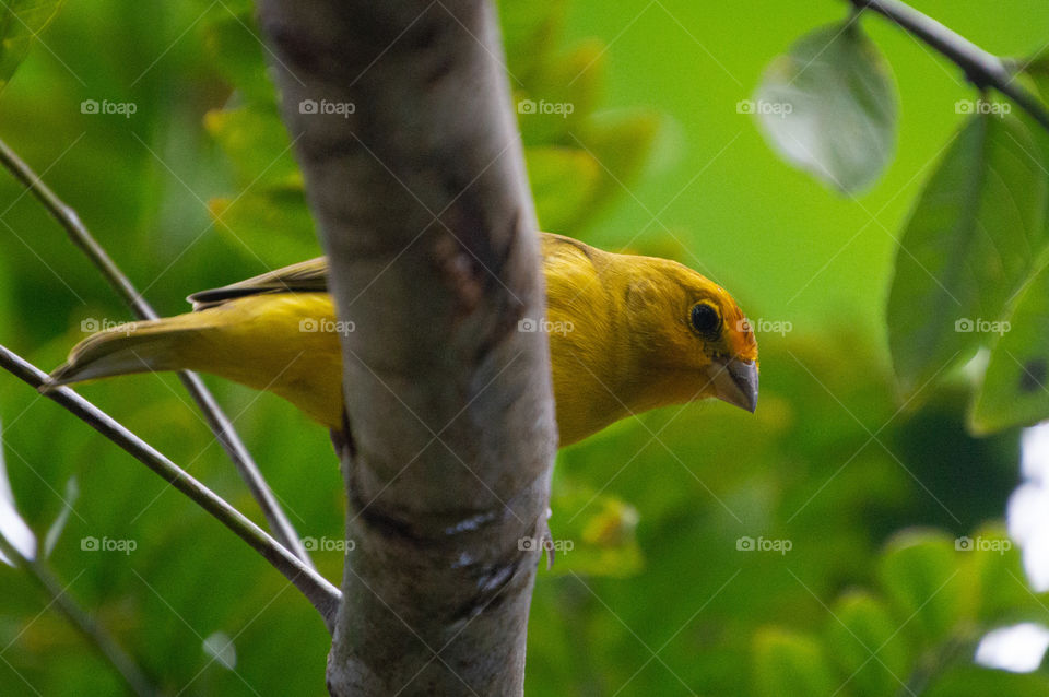 Earth Canary, belonging to the Thraupidae family, is an orange colored bird on forehead and face, lemon yellow body in males and melodious singing.