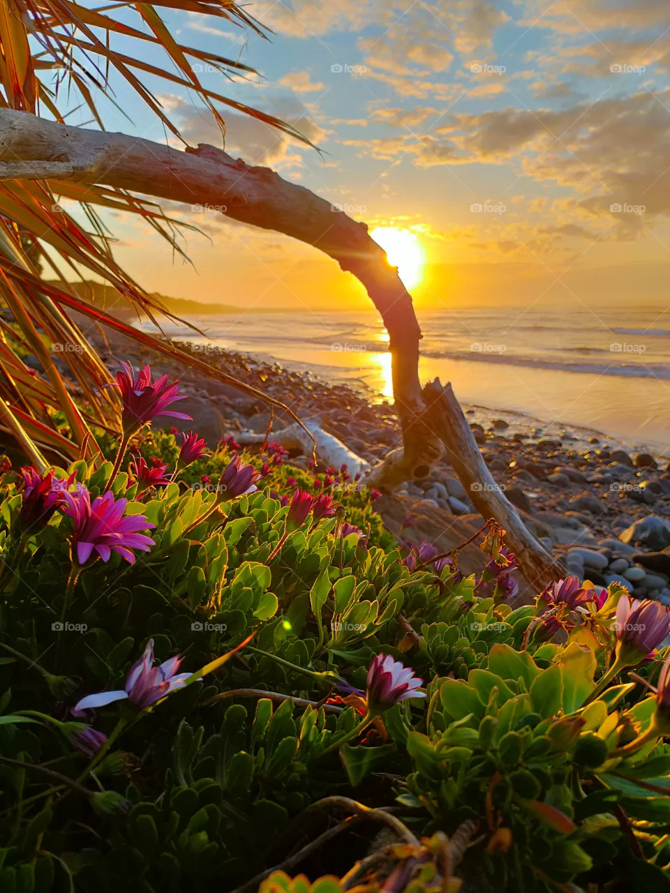 flowers by the sea