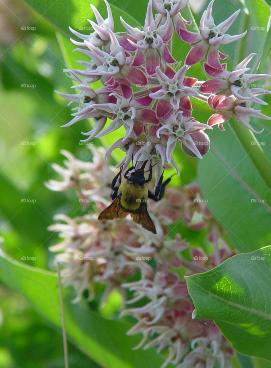 Bee on flower