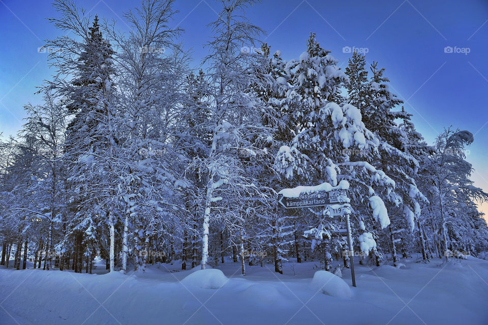 magical winter forest 
