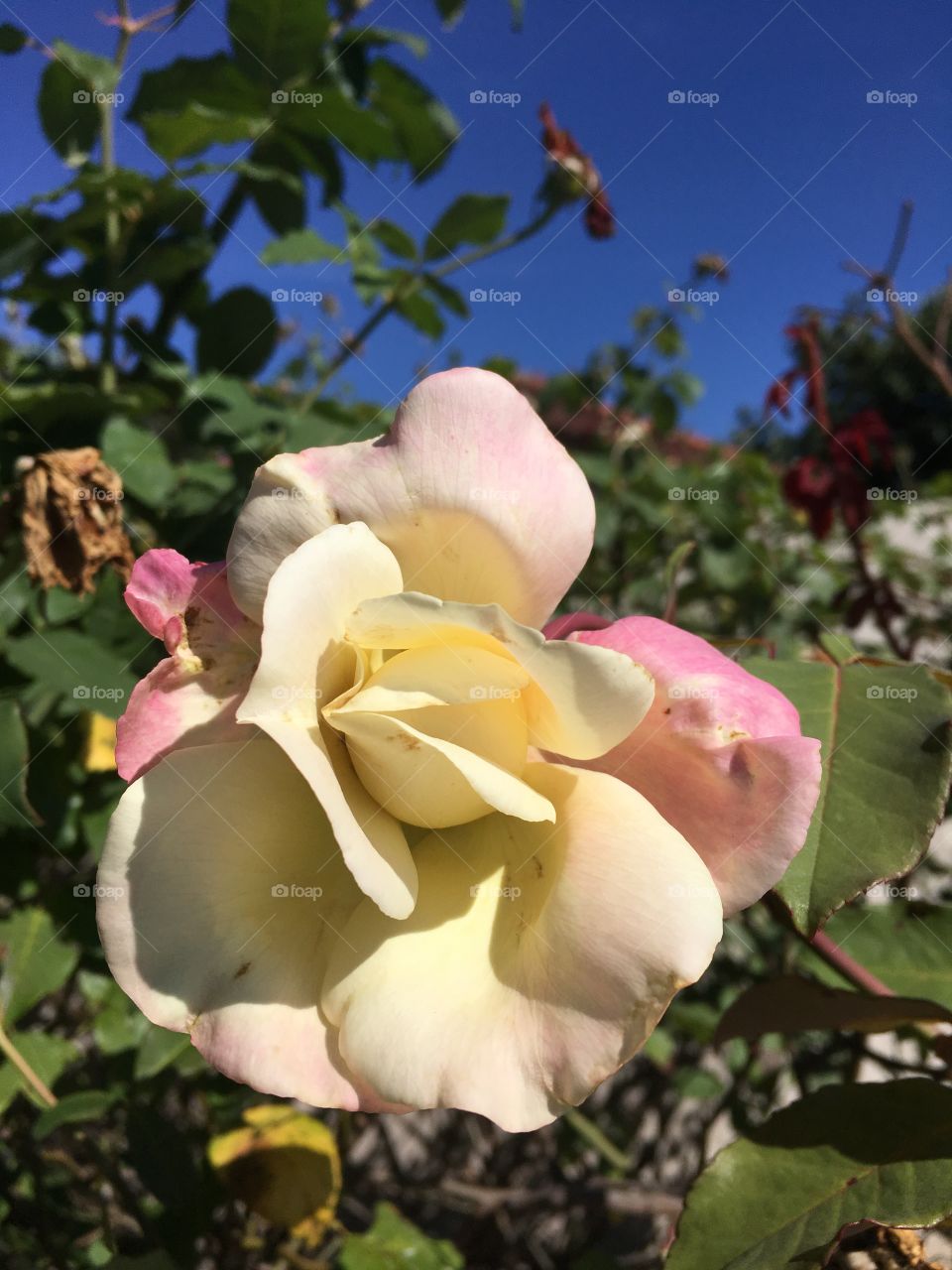 🌼#Flores do nosso #jardim, para alegrar e embelezar nosso dia!
#Jardinagem é nosso #hobby.
🌹
#flowers
#garden
#nature
#garden