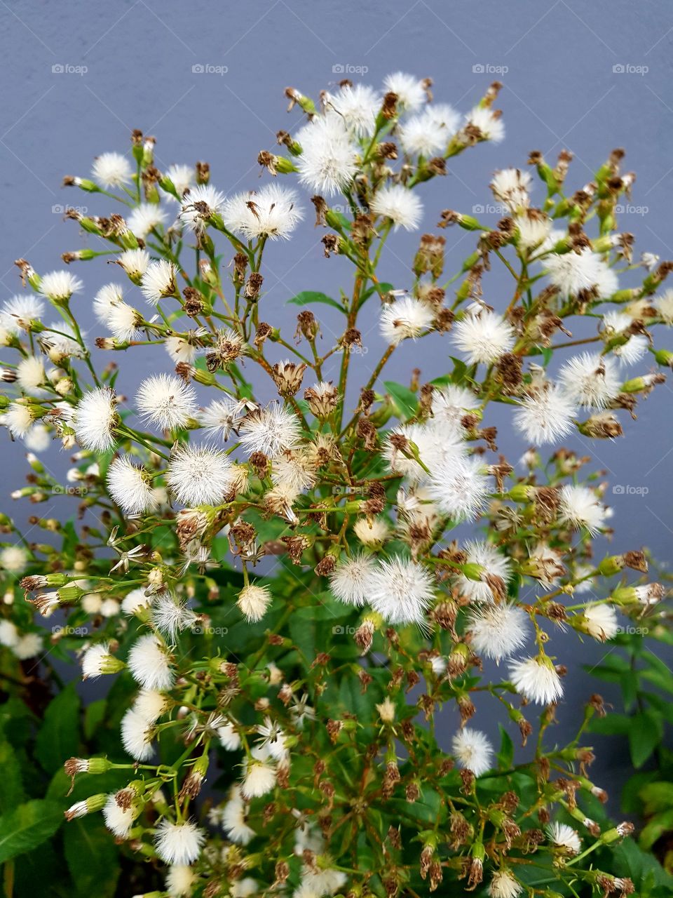 bloomed bit beautiful anyway