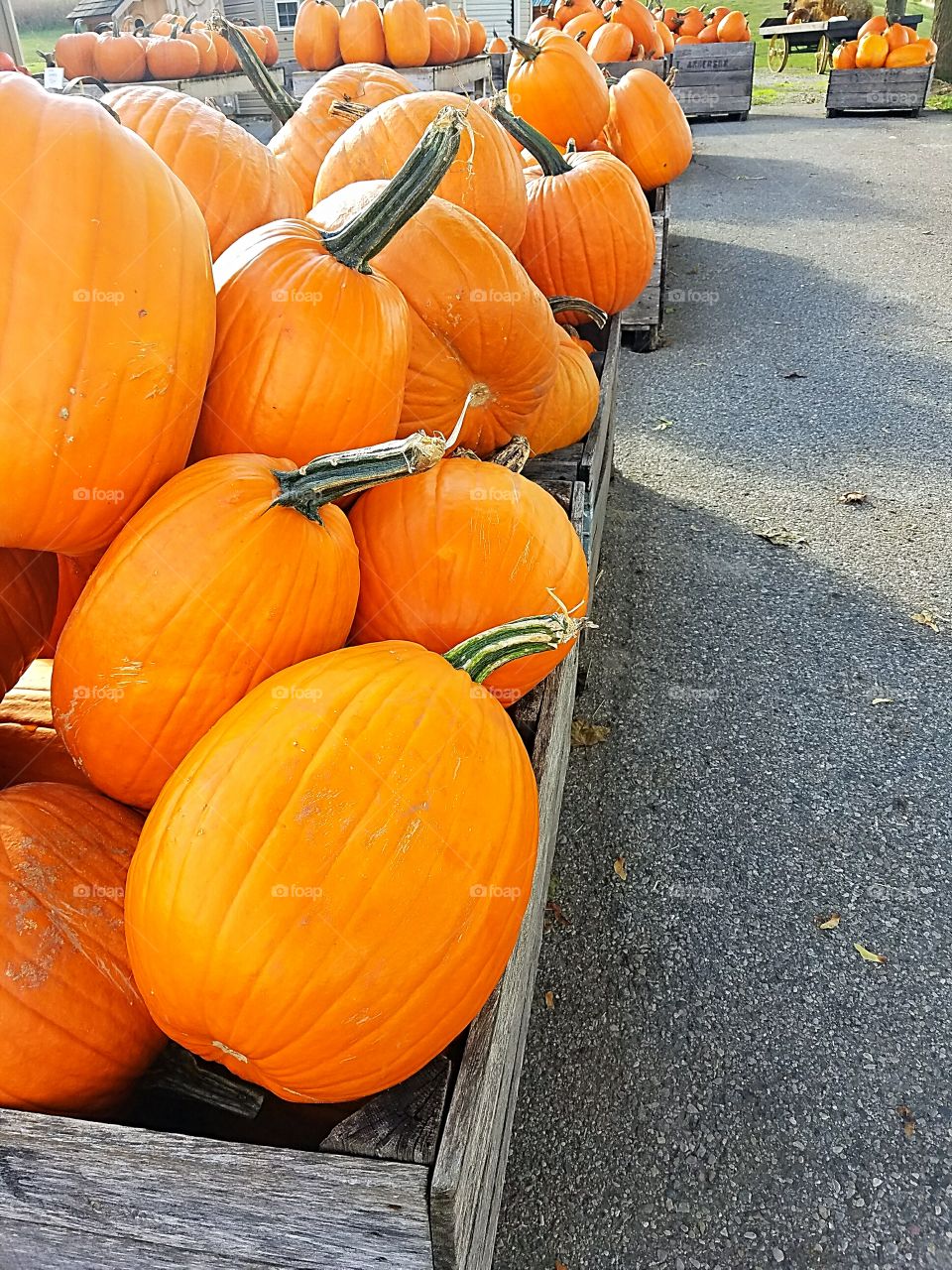 Pumpkin Shopping