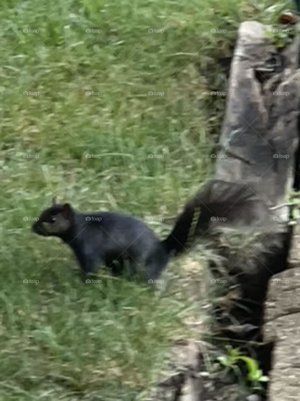 Black squirrel 