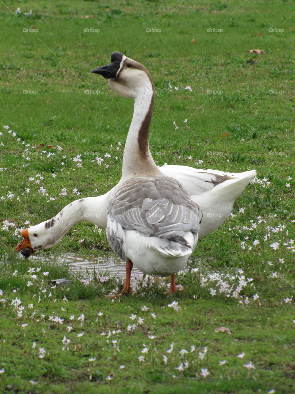 Geese