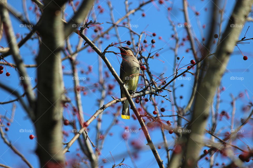 Cedar Waxwing enjoying the berries on a fall day
