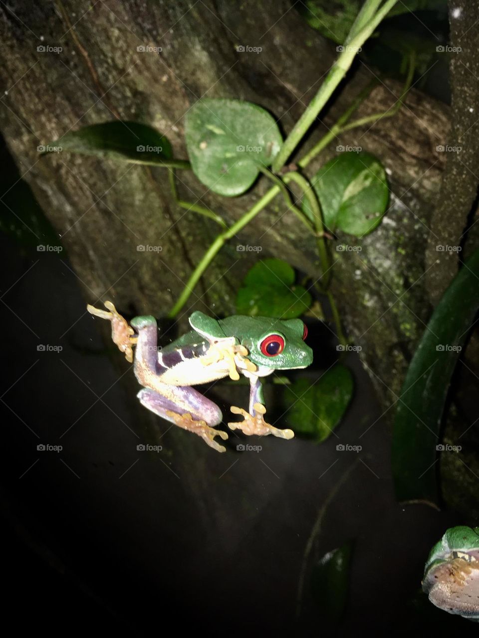 Frog