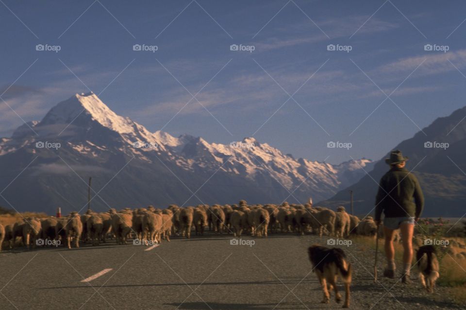 Shepherd with dogs walking sheep towards Mt Cook. Located in the centre of New Zealand's South Island, Mount Cook (Aoraki) is New Zealand's highest peak  For many, an image of New Zealand might include the snow-capped mountain of Mt Cook, or sheep.