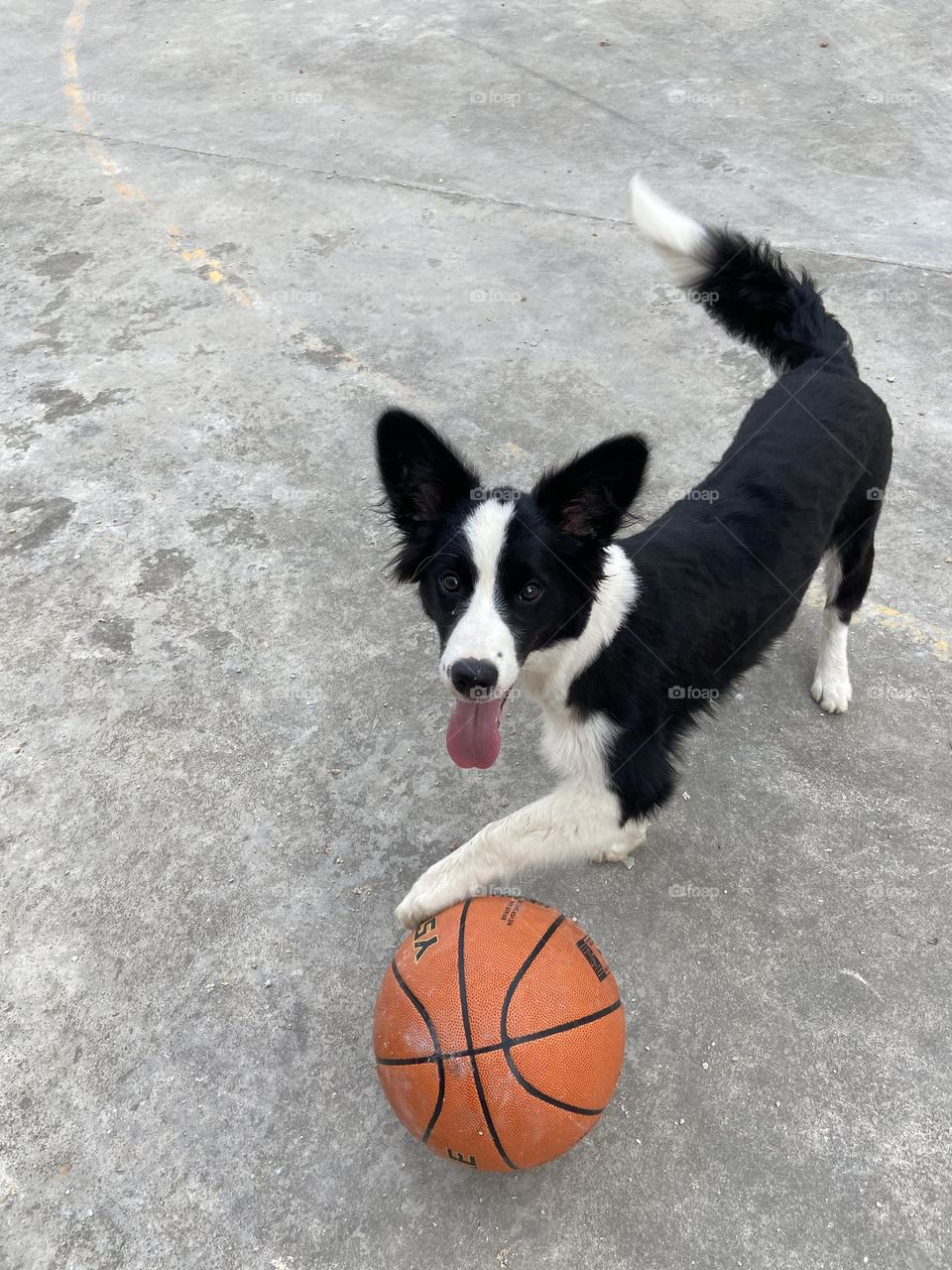 A dog playing with the ball