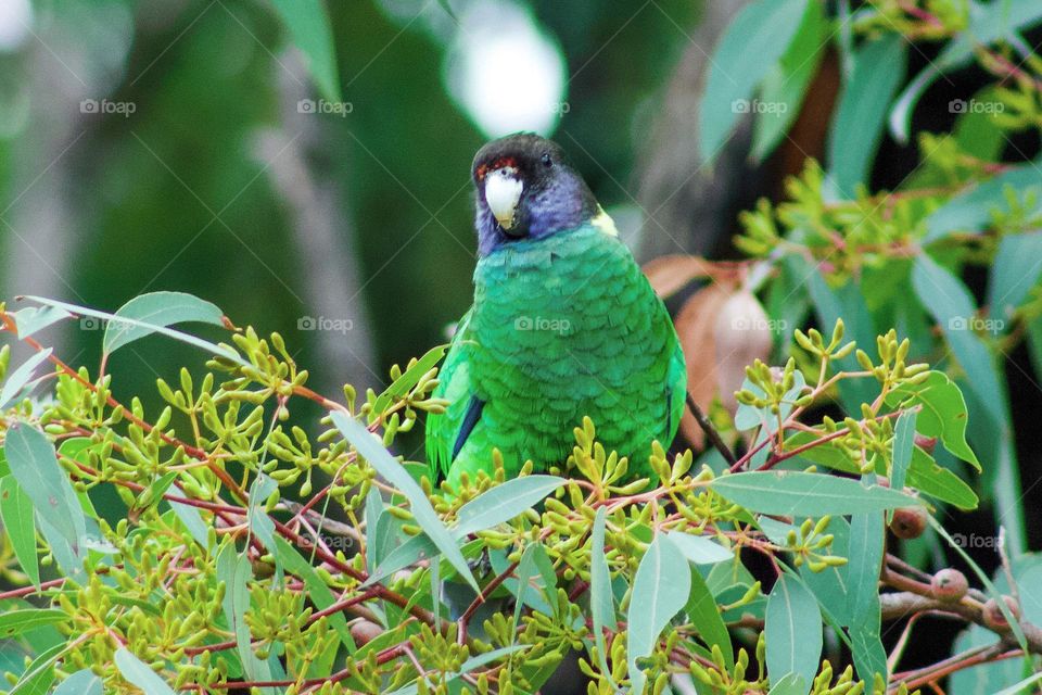 Port Lincoln Parrot