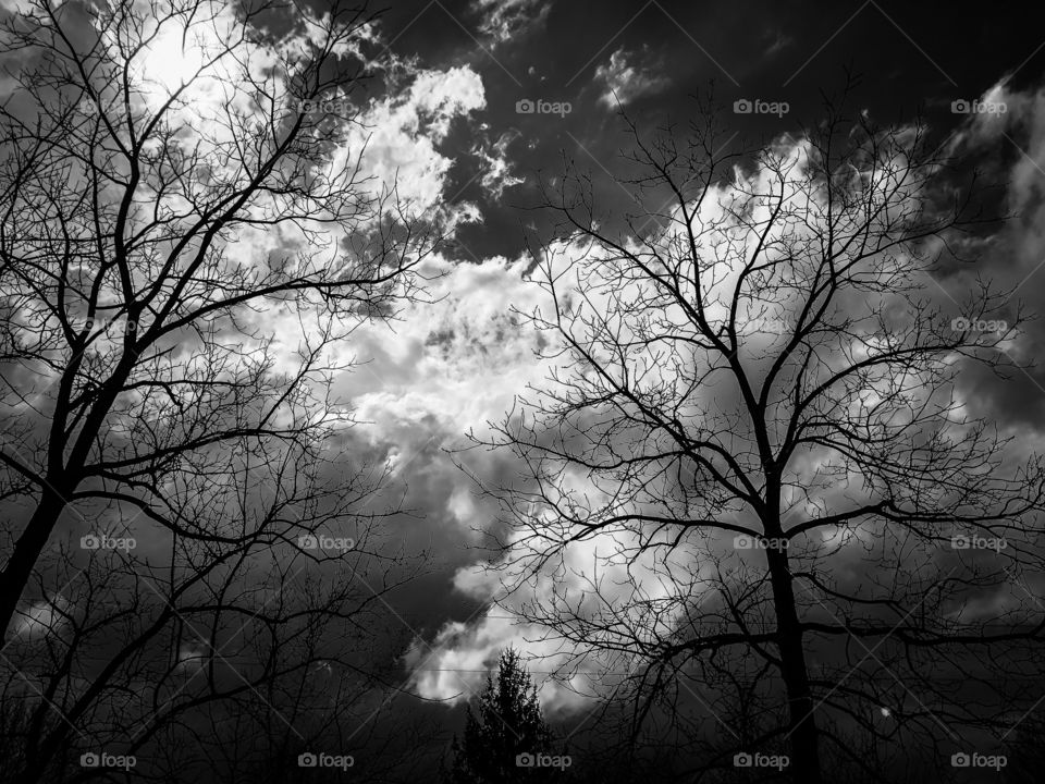 Dark trees white clouds
