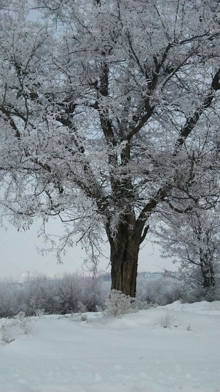 frosted trees