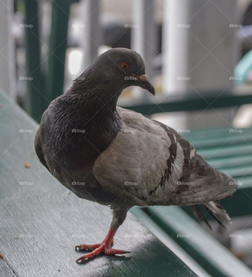 Monopod pigeon