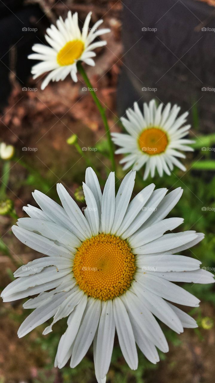 Daisy. Flower