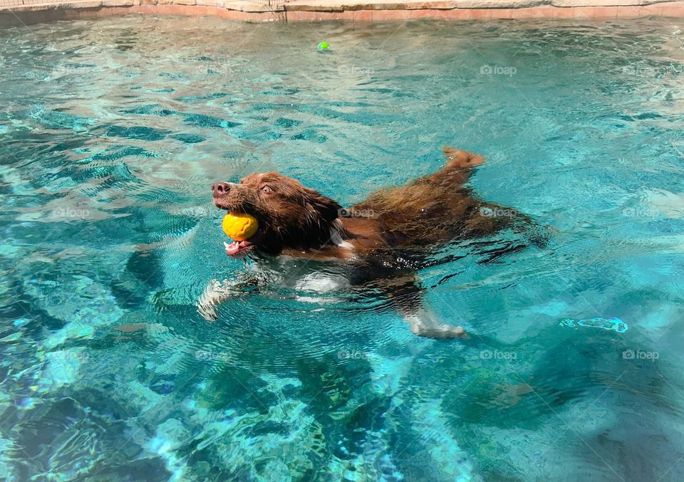 High angle view of a dog swimming in a pool 