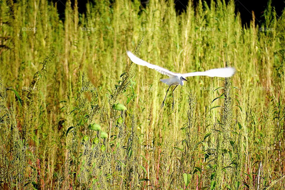 White egret in flight.