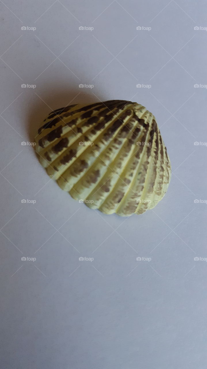 shell