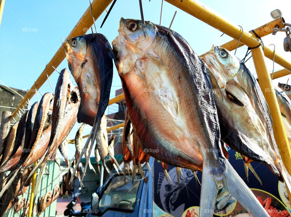 sun dried fish