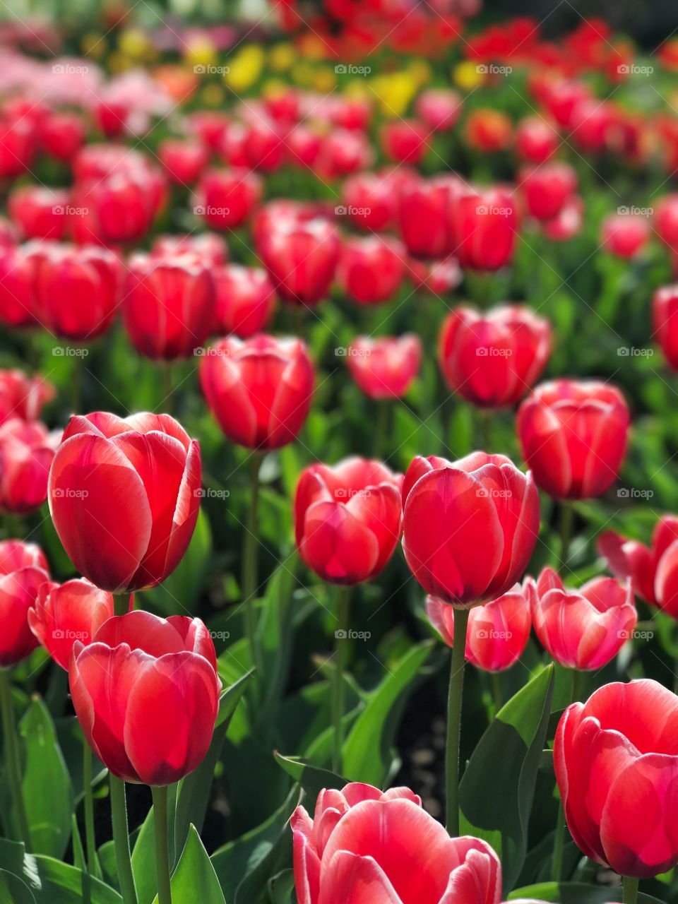 Tulips background. Spring photo