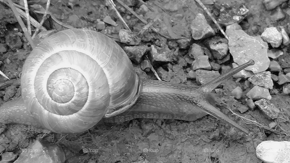 spring snail