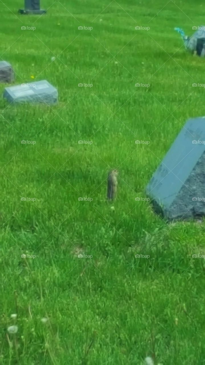 Chipmunk visiting a grave stone