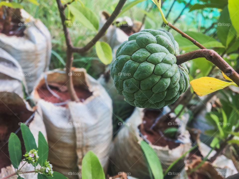 Custard apple from India