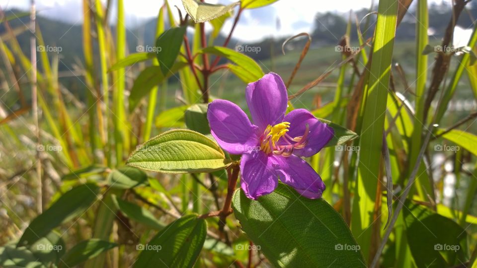 A purple little flower, beautifully blooms in the field