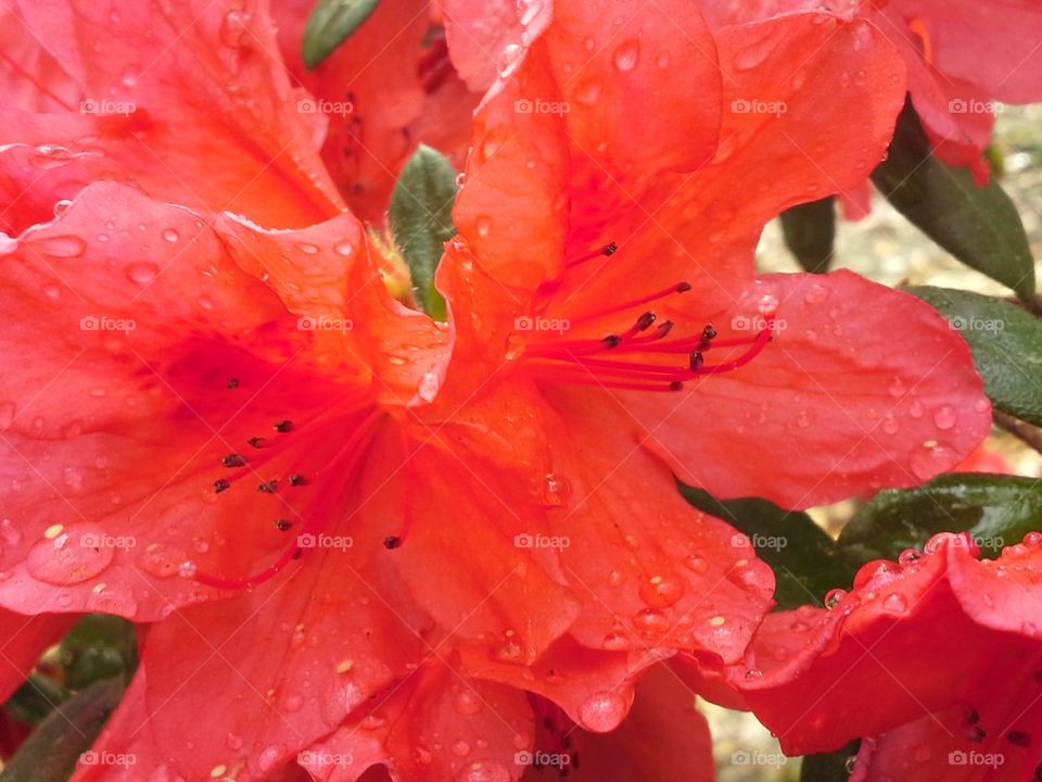 Red Azalea 2