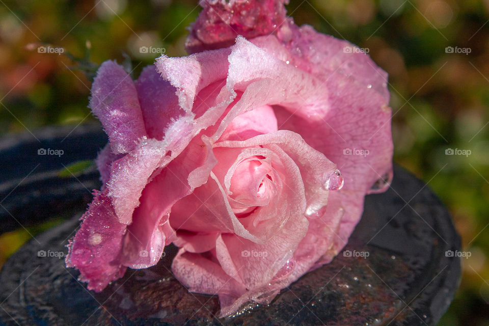 frozen roses