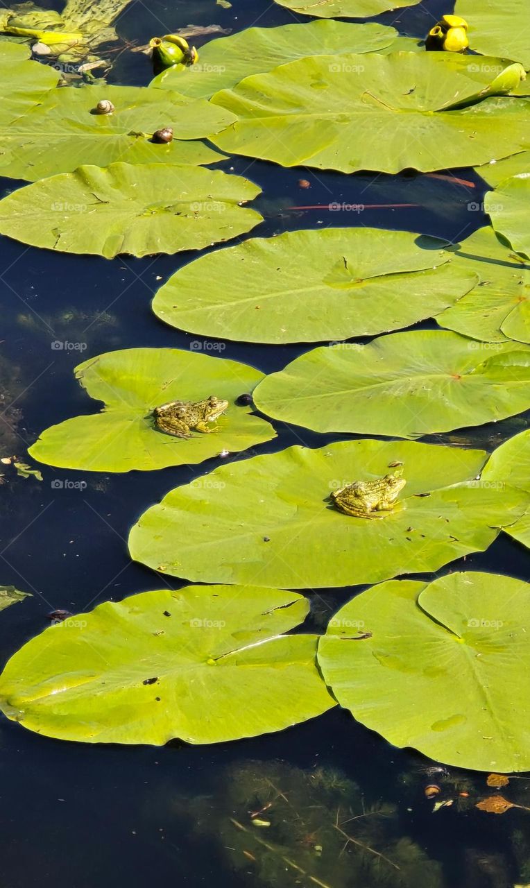 Photo of a frog sitting on a sea grass nymph in a pond