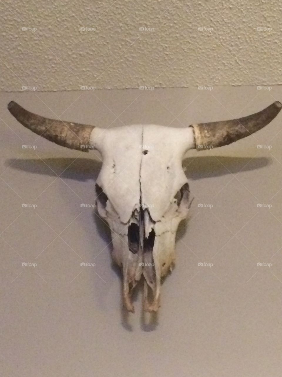 Bull
Skull
Horns
Art
Bone 