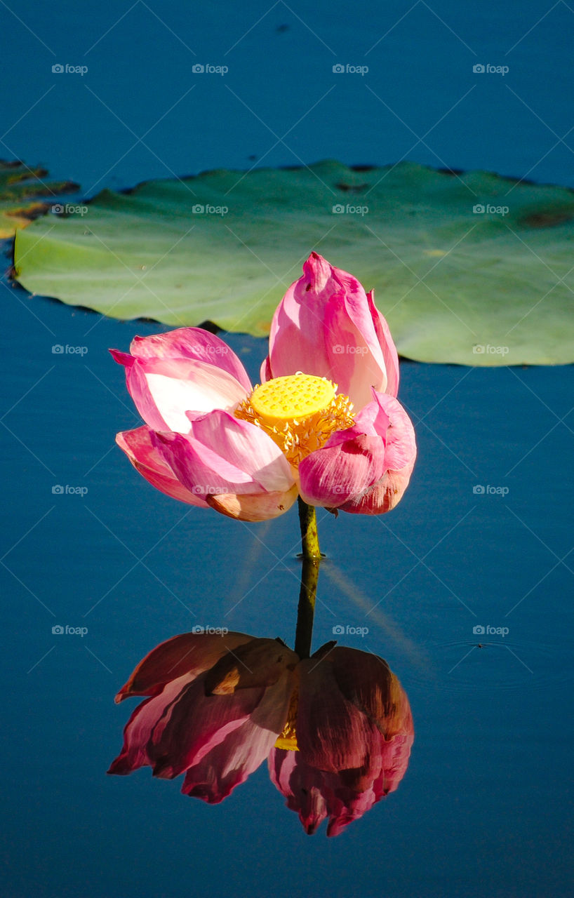 Pink Water Lily In a Pond 