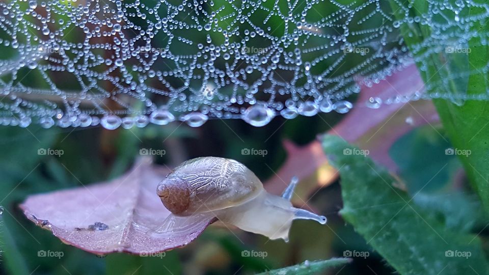 Snail under dewdrops-covered spiderweb canopy.