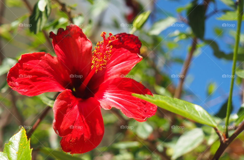 Close-up of red hibiscus flower
