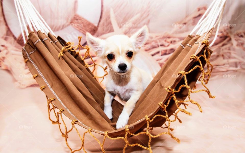 puppy in the hammock