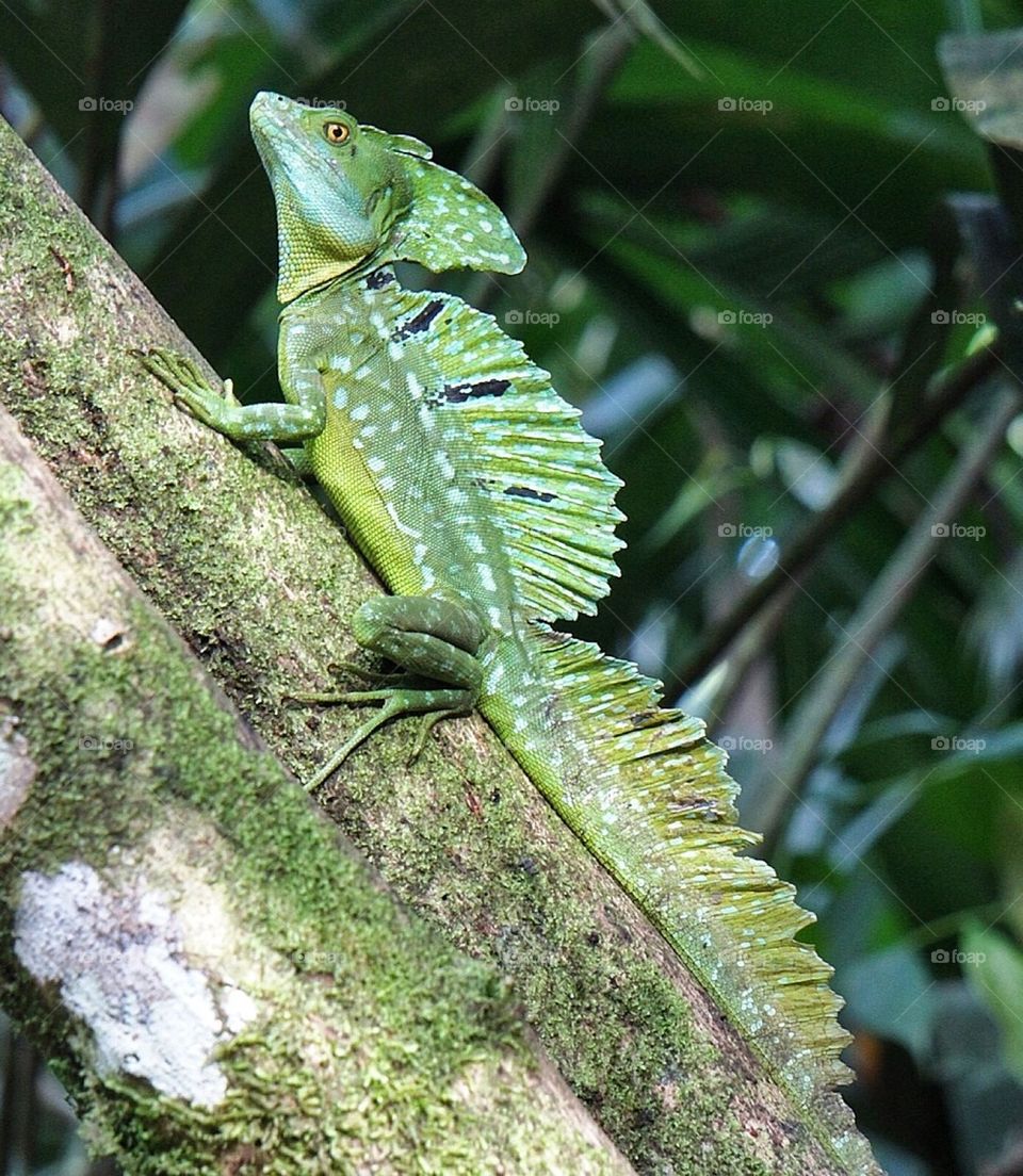 Emerald Basilisk