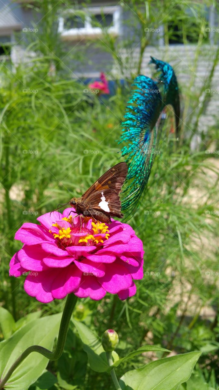 Nature, Butterfly, Flower, Insect, Summer