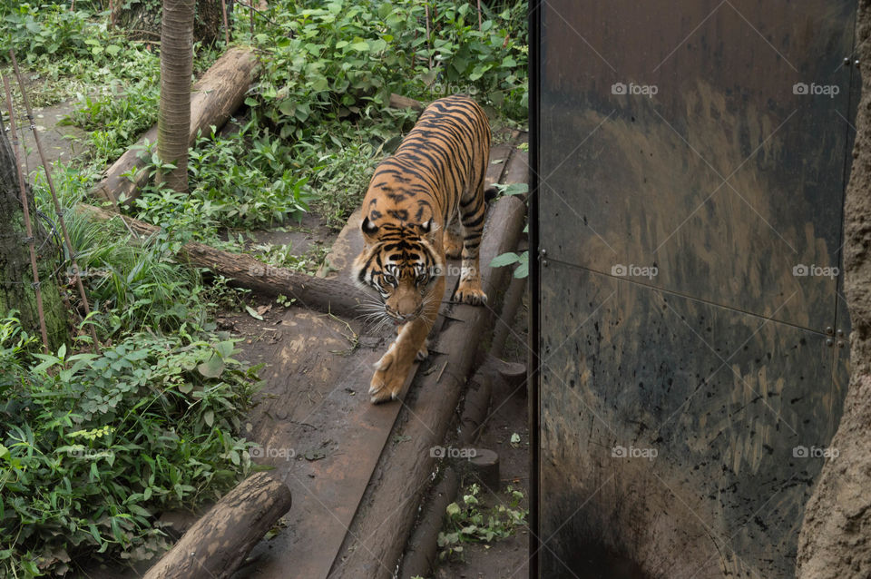 Tiger. Tiger at ueno zoo tokyo